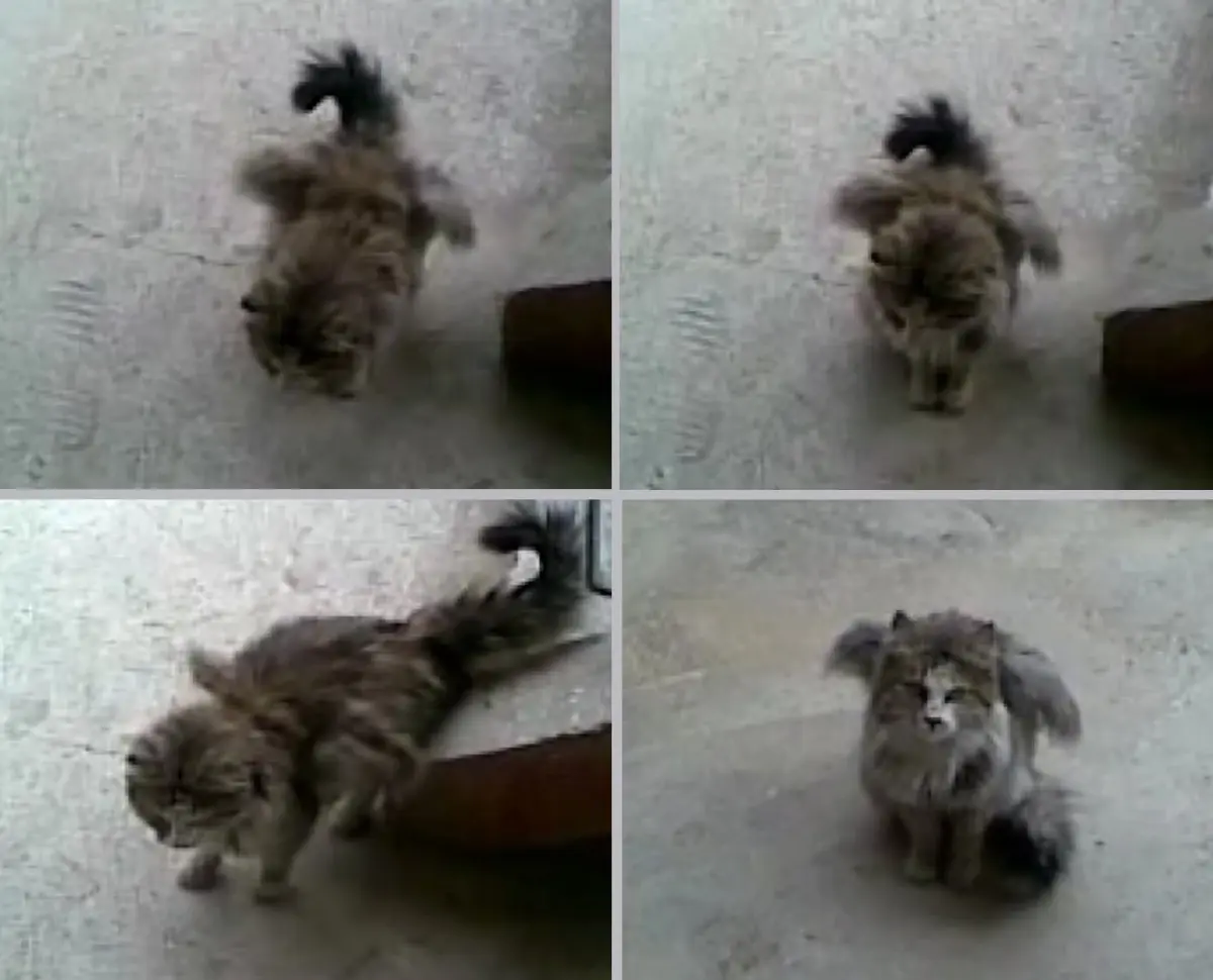 Kanatli Kedi Gorenleri Hayrete Dusuruyor Haberler