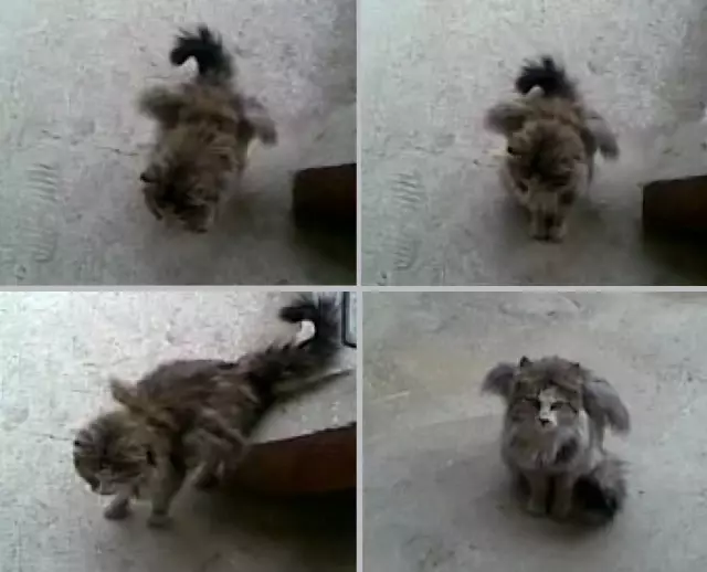 kanatli kedi gorenleri hayrete
