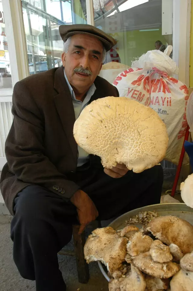 Mantarın Kilosu 25 YTL'den Satılıyor Mantarın Kilosu 25 YTL'den Satılıyor