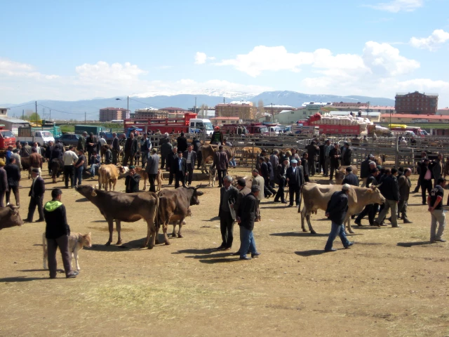 Migros ve Tansaş Kuzu ve Dana Eti İhtiyacını Artık Erzurum'dan