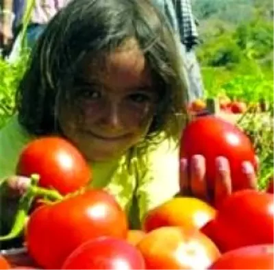 Ayaş Domatesi Görücüye Çıkıyor