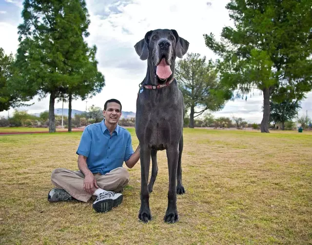Dünyanın En Uzun Köpeği Arizona�da Haberler