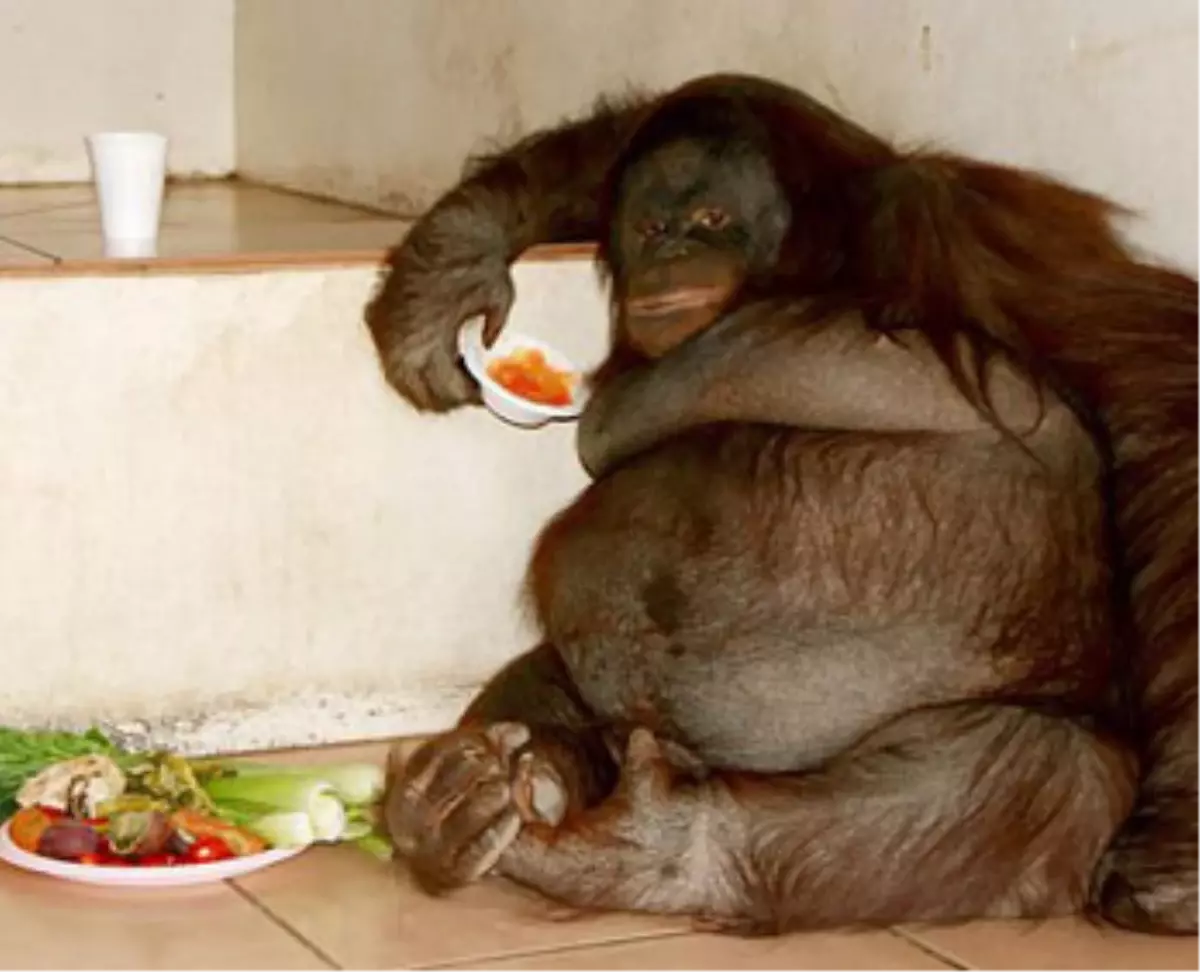 Ingiltere Nin En Sisman Orangutani Haberler