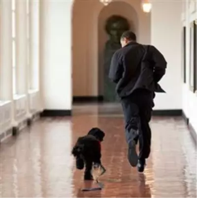 Obama Köpek Eğitiminde Sınıfta Kaldı - Haberler