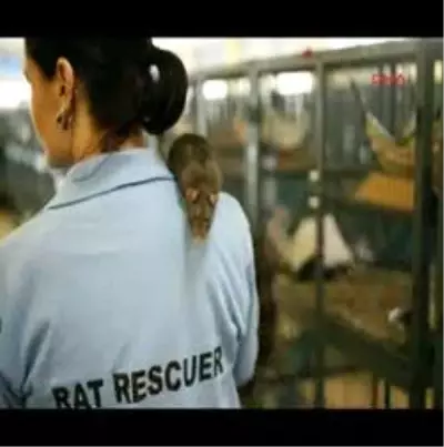 Evsiz Bin Fare İçin Sığınak Aranıyor Evsiz Bin Fare İçin Sığınak Aranıyor
