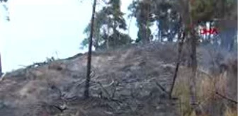 15 Hektar Orman Yandı