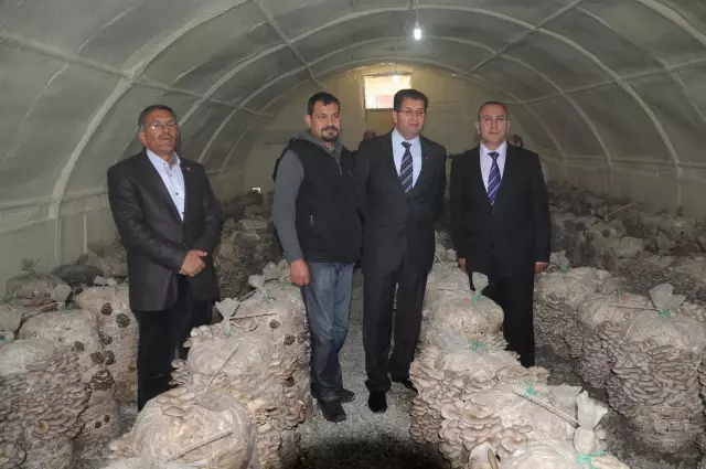 İstiridye Mantarından Yılda Kişi Başı 100 Bin Lira Kazanç Hedefleniyor İstiridye Mantarından Yılda Kişi Başı 100 Bin Lira Kazanç Hedefleniyor