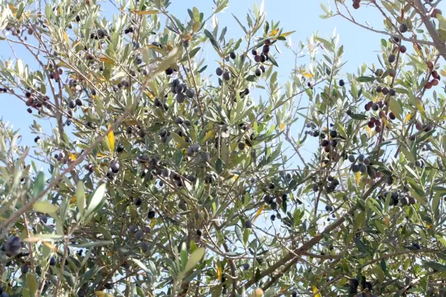 Birecik'te Zeytin Ağaçları Zamanından Önce Ürün Verdi