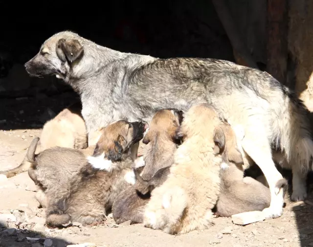Köpek, 20 Yavrusunu Beslemekte Zorlanıyor Haberler