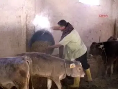 emek yeri temizle e konusmak erkegi dogum yapan hayvan