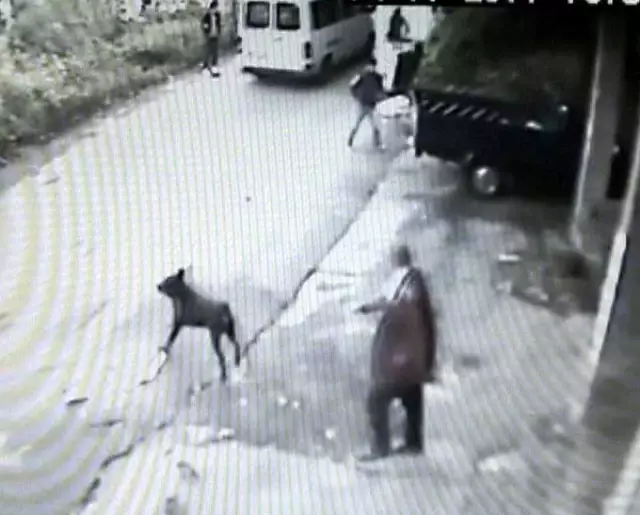 Kavgaya Rottweıler Molası