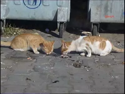 Sahipsiz Kedi Cenneti Ölüdeniz Sahipsiz Kedi Cenneti Ölüdeniz