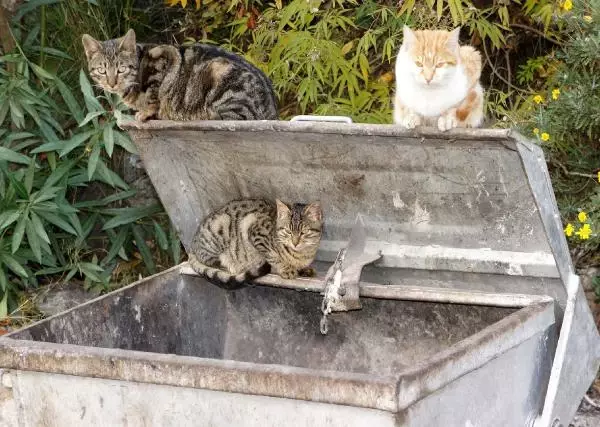 Sahipsiz Kedi Cenneti Ölüdeniz Sahipsiz Kedi Cenneti Ölüdeniz