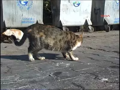 Sahipsiz Kedi Cenneti Ölüdeniz Sahipsiz Kedi Cenneti Ölüdeniz