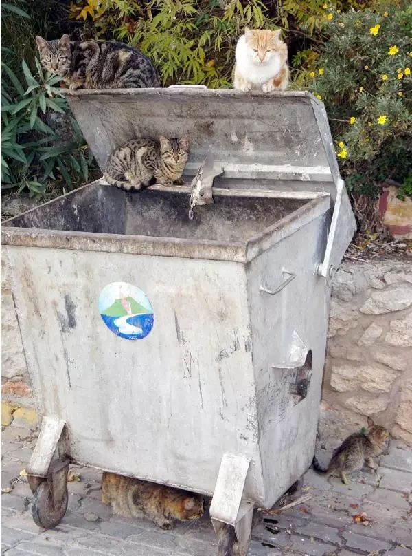 Sahipsiz Kedi Cenneti Ölüdeniz Sahipsiz Kedi Cenneti Ölüdeniz
