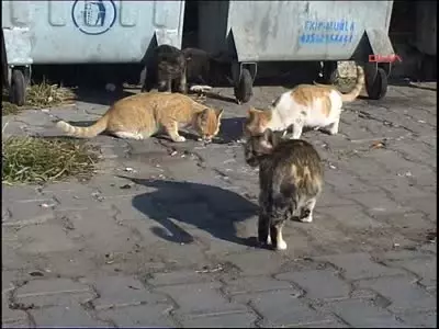 Sahipsiz Kedi Cenneti Ölüdeniz Sahipsiz Kedi Cenneti Ölüdeniz