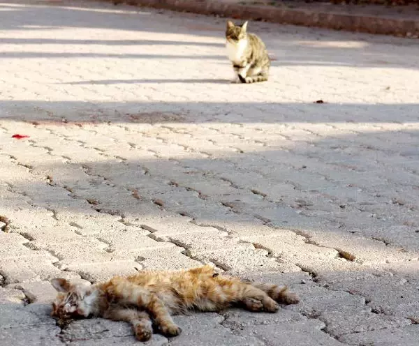 Sahipsiz Kedi Cenneti Ölüdeniz Sahipsiz Kedi Cenneti Ölüdeniz