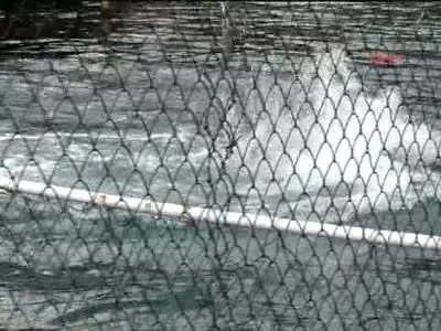 Kaş'ta Yunus Gösteri Merkezi Tartışması Kaş'ta Yunus Gösteri Merkezi Tartışması