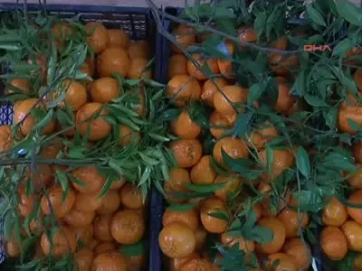 Mandalina Bahçeleri Korunacak