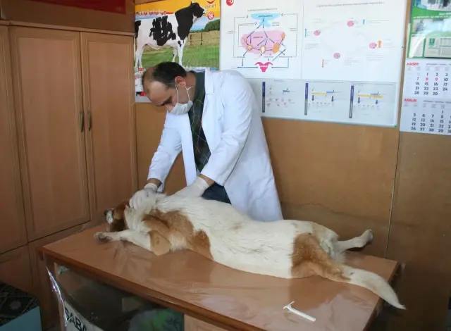 Yaralı Köpeğe 'Makam' Şefkati Yaralı Köpeğe 'Makam' Şefkati