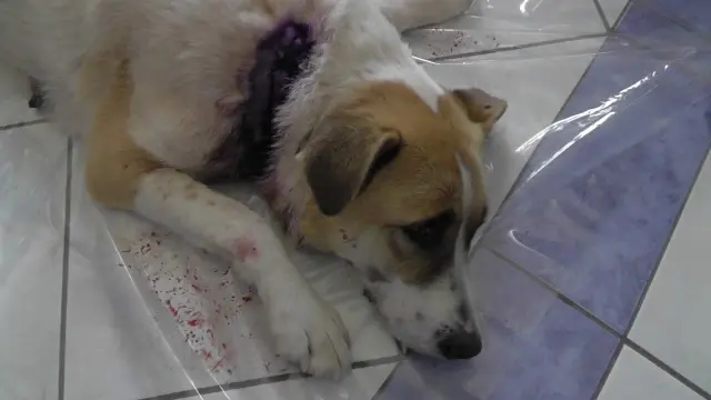 Yaralı Köpeğe 'Makam' Şefkati Yaralı Köpeğe 'Makam' Şefkati