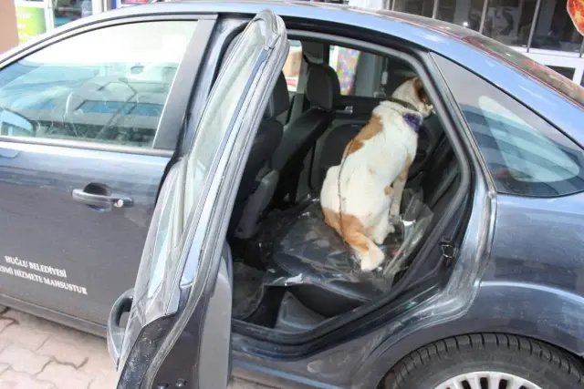 Yaralı Köpeğe 'Makam' Şefkati Yaralı Köpeğe 'Makam' Şefkati
