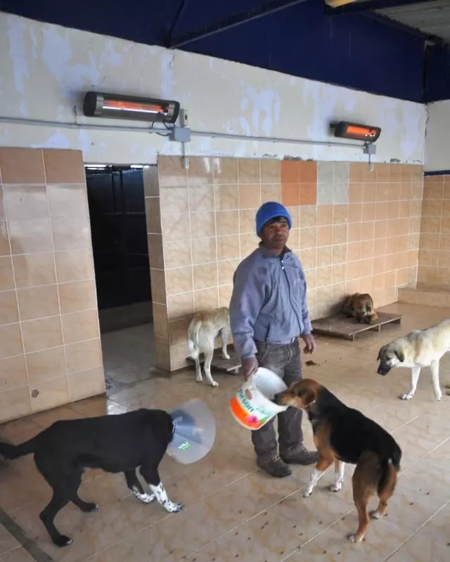 sokak köpekleri toplama