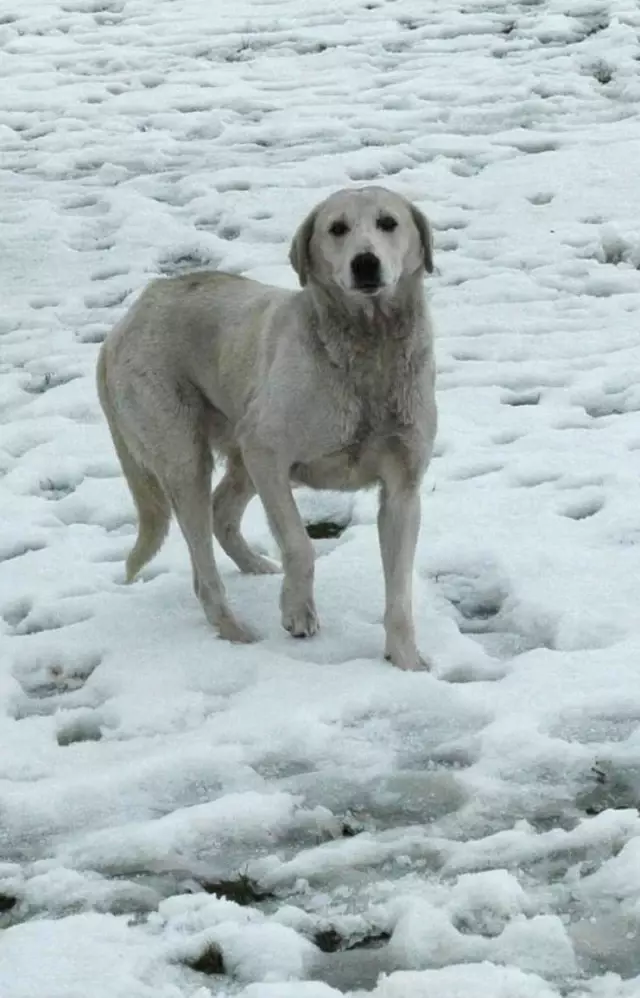 köpek aç