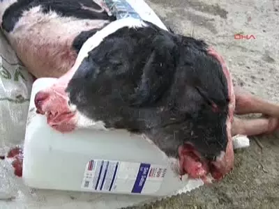 Burhaniye'de Çift Başlı Buzağı Şaşırttı Burhaniye'de Çift Başlı Buzağı Şaşırttı