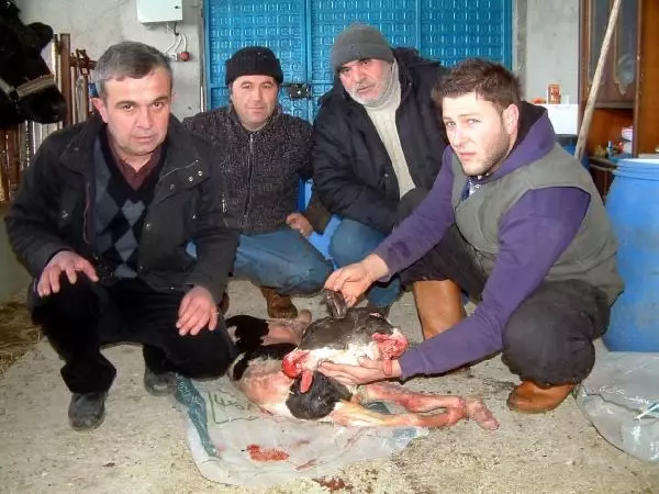 Burhaniye'de Çift Başlı Buzağı Şaşırttı Burhaniye'de Çift Başlı Buzağı Şaşırttı
