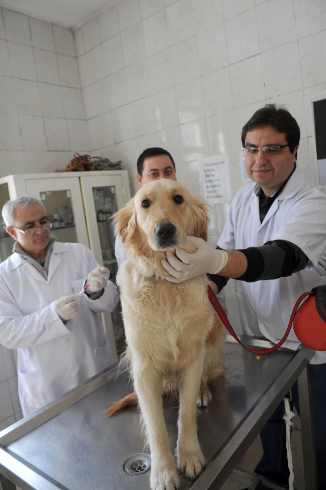 Büyükşehir�den Evcil Hayvanlara Ücretsiz Kuduz Aşısı Haberler