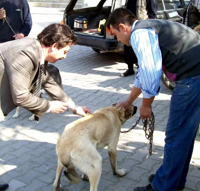 Burhaniye�de Köpeklere Kuduz Aşısı Haberler
