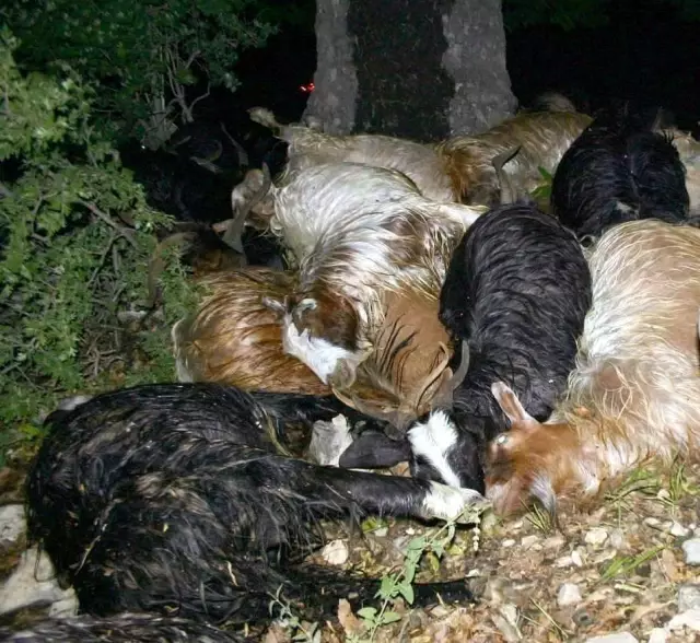 tunceli de cok miktarda arpa yiyen 80 hayvanin 46 si telef oldu haberler