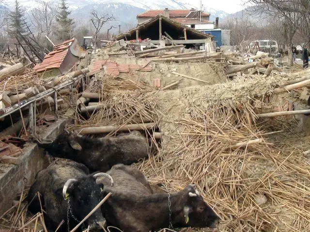 Ahır Çöktü Hayvanlar Enkaz Altında Kaldı