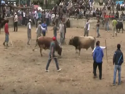 Artvin'de Boğa Güreşi Heyecanı