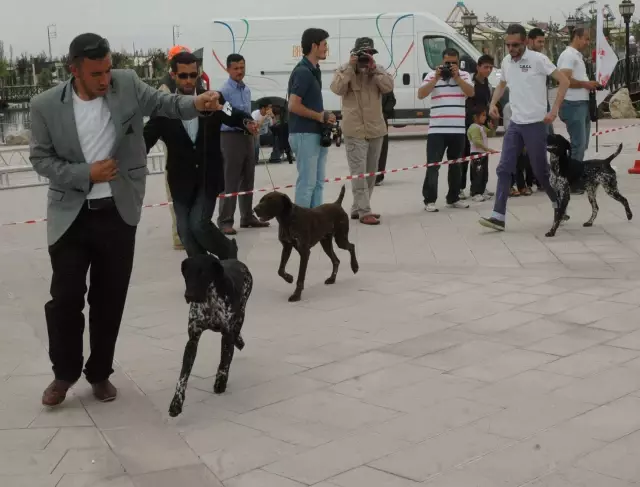 Pointer Kopekleri Birincilik Icin Yaristi Konya