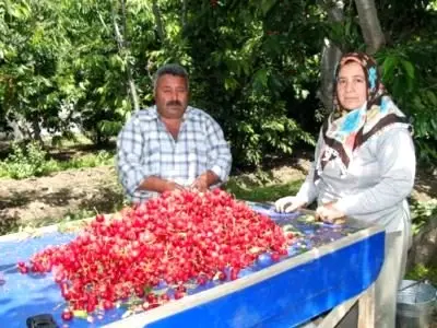 Yağmur Kirazı Çatlattı, Fiyat Düştü
