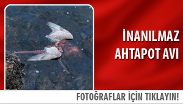 Ahtapot Kopek Baligini Yuttu