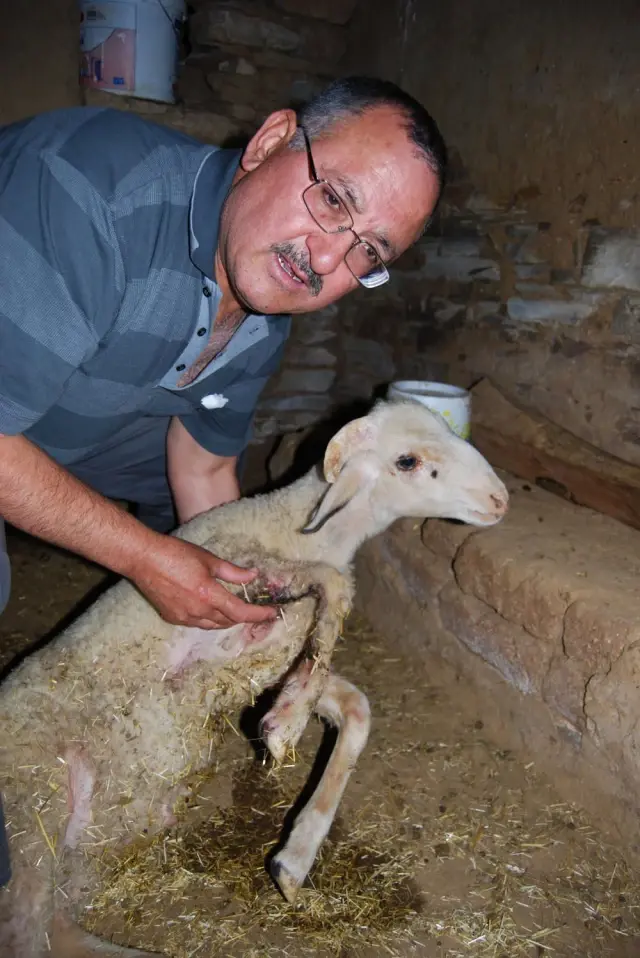 Ağıla Giren Sibirya Kurdu Cinsi Köpek Kuzulara Saldırdı Haberler