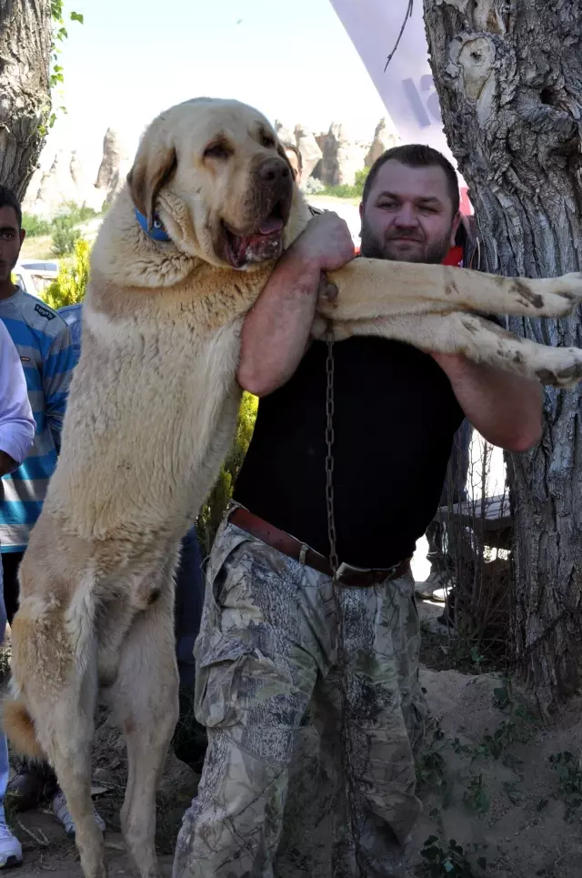 nevşehir köpek barınağı