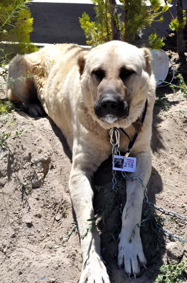 Nevşehir�de Köpek Yarışması Nevşehir