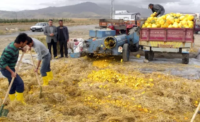 Kabak Atıkları, Besin Değeri Yüksek Kışlık Yem Haline Getirildi Kabak Atıkları, Besin Değeri Yüksek Kışlık Yem Haline Getirildi