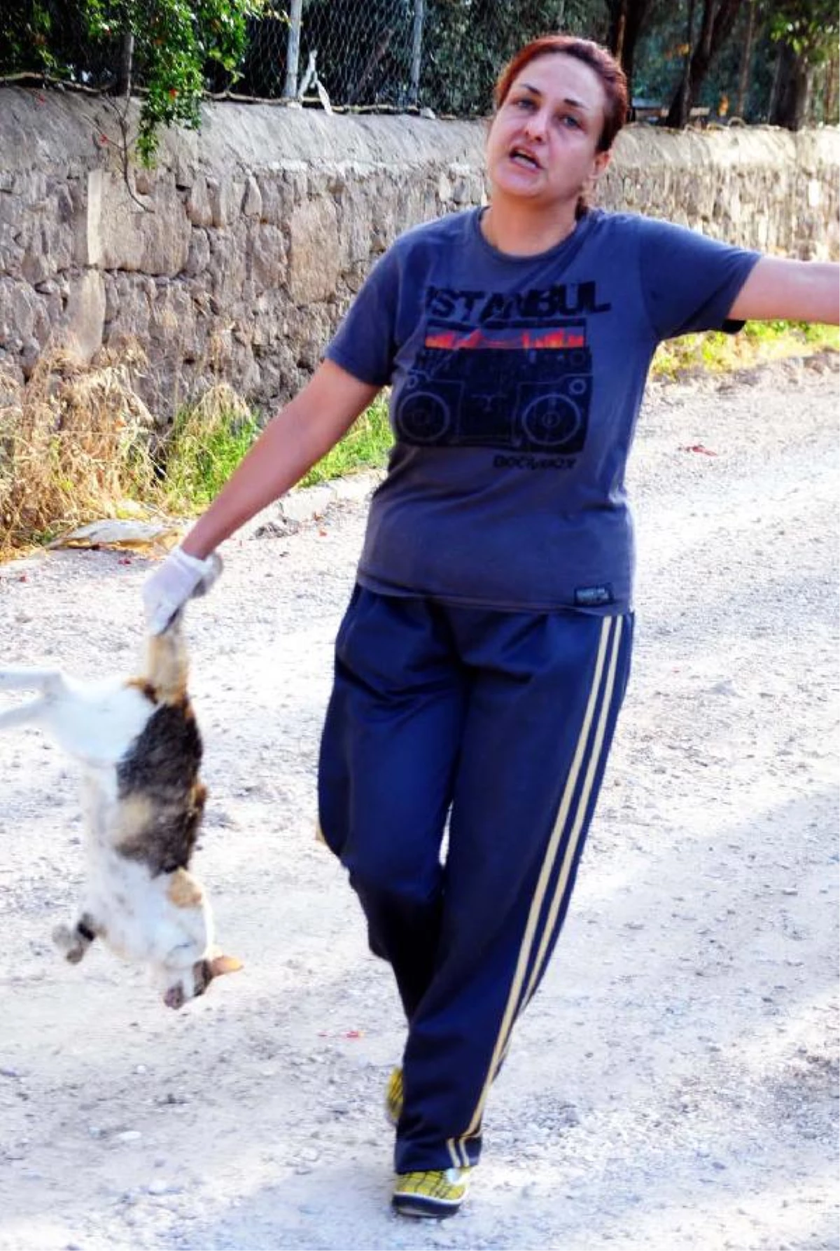 Mezarlıkta İşkenceyle Öldürülen Kedi İçin Şikayet Haberler