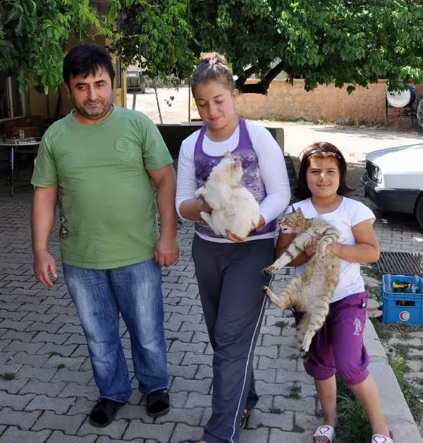 Evde Kapalı Kalan Kediler, Kapıyı Kendi Başlarına Açıyor