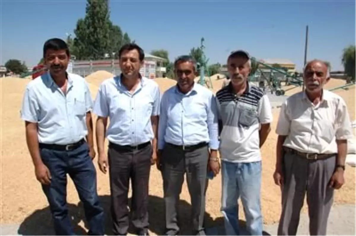 Elbistan'da Buğday Hasadı Başladı