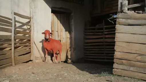 Altın Koza'da Yarışacak Filmler Belli Oldu