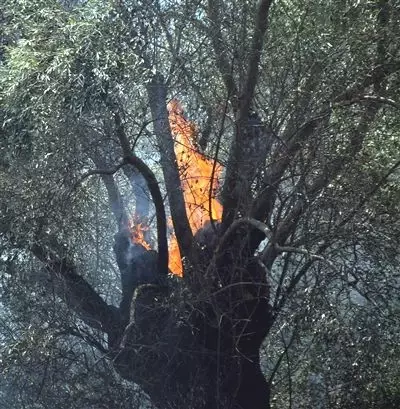 Çine'de Zeytinlik Alanda Yangın Çıktı