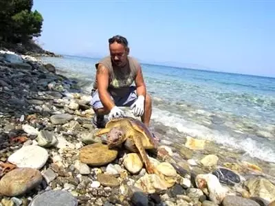 74 Yavru Caretta Denizle Buluştu