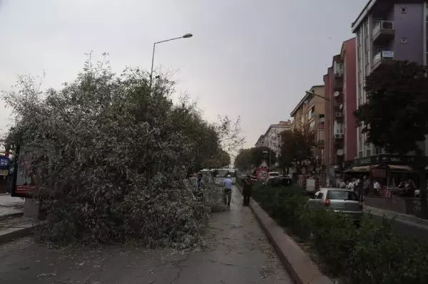 Edirne'de Şiddetli Rüzgar Ağaç Devirdi
