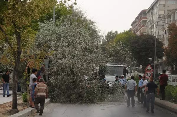Edirne'de Şiddetli Rüzgar Ağaç Devirdi